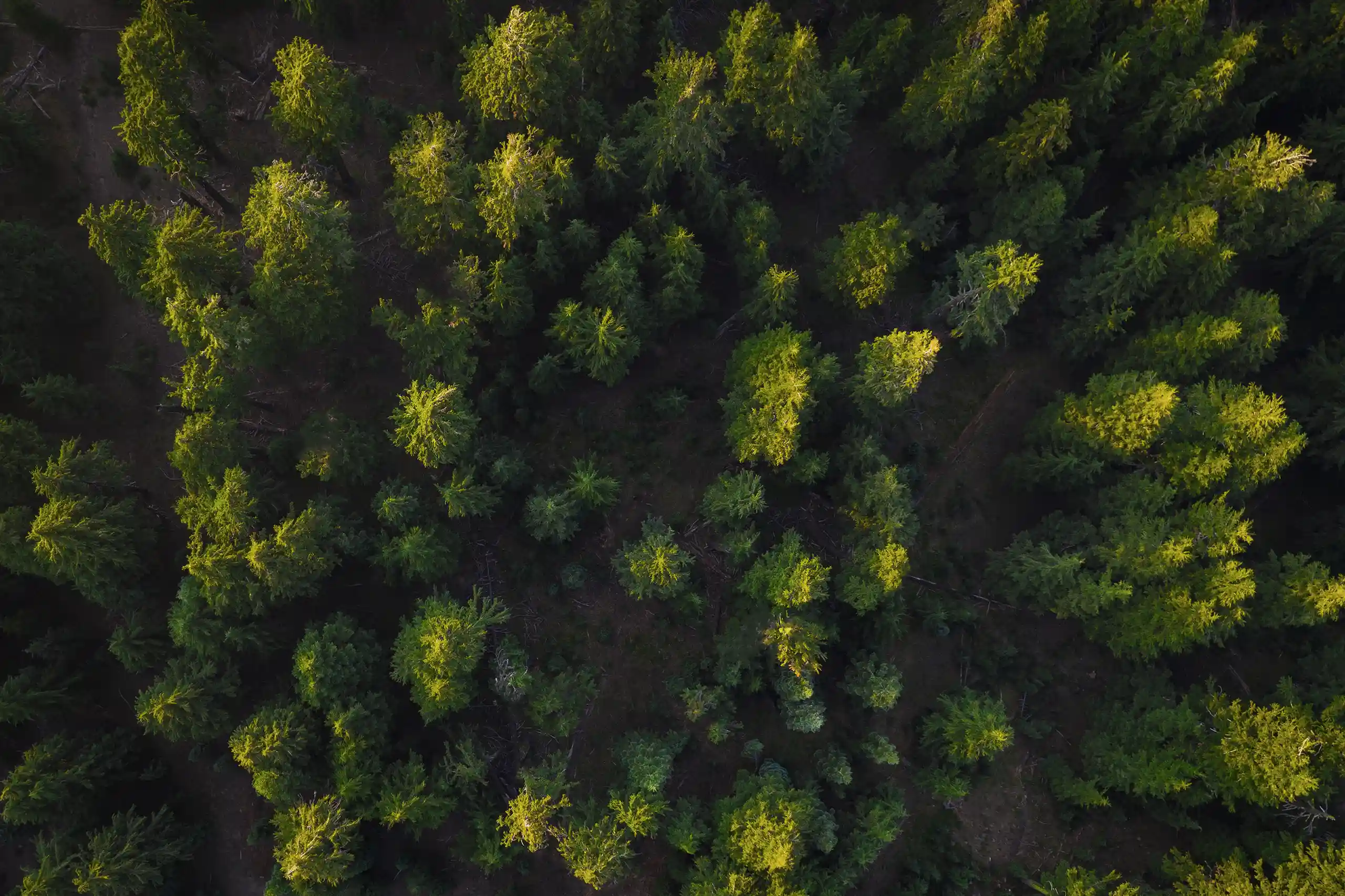 Evergreen NW Insurance Trees from Above